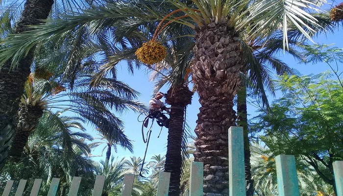 Stage technique en Espagne pour les promoteurs Oasis Start’Up sur le thème « Valorisation des dérivés de palmiers et des rejets de l’oasis »